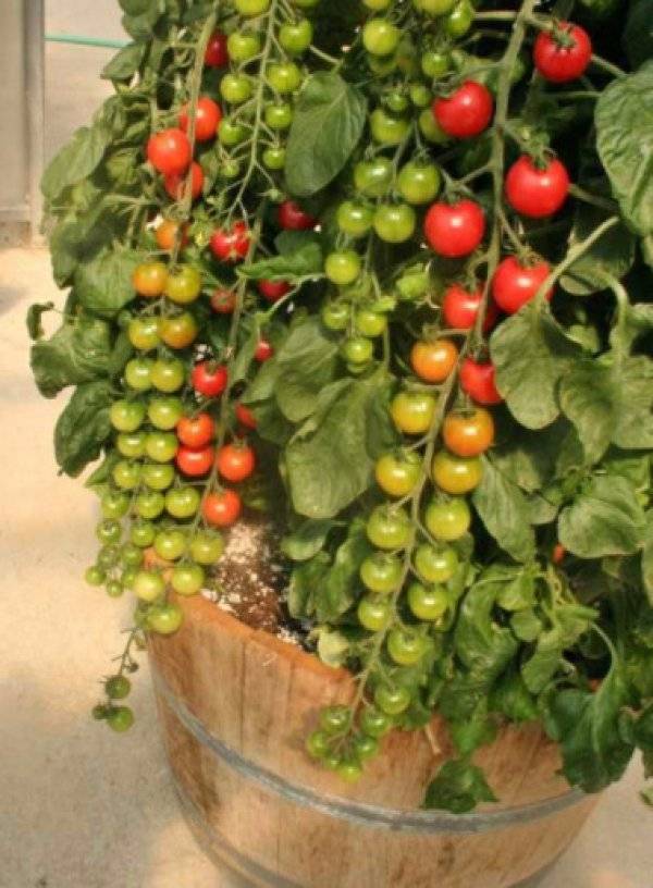 Мини-томаты рапунцель: в чем особенность сорта и как его выращивать?