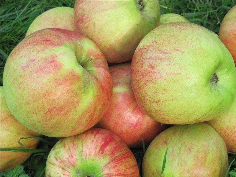 Яблоко медуница фото и описание