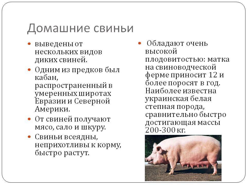 Откорм свиней: самый эффективный на мясо в домашних условиях - мясные поросята