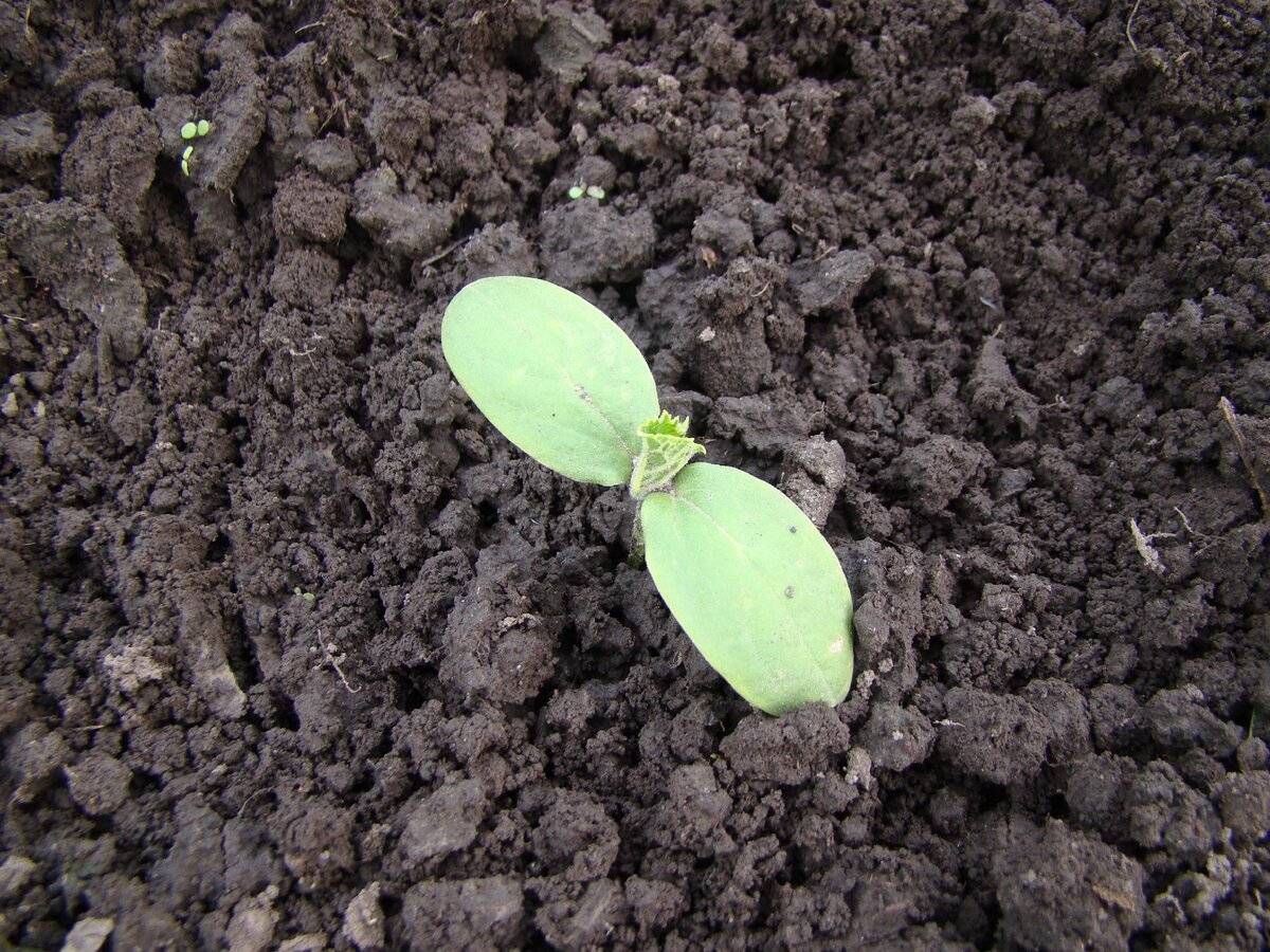 Посев семян в кипяток: как правильно и какие семена можно сеять