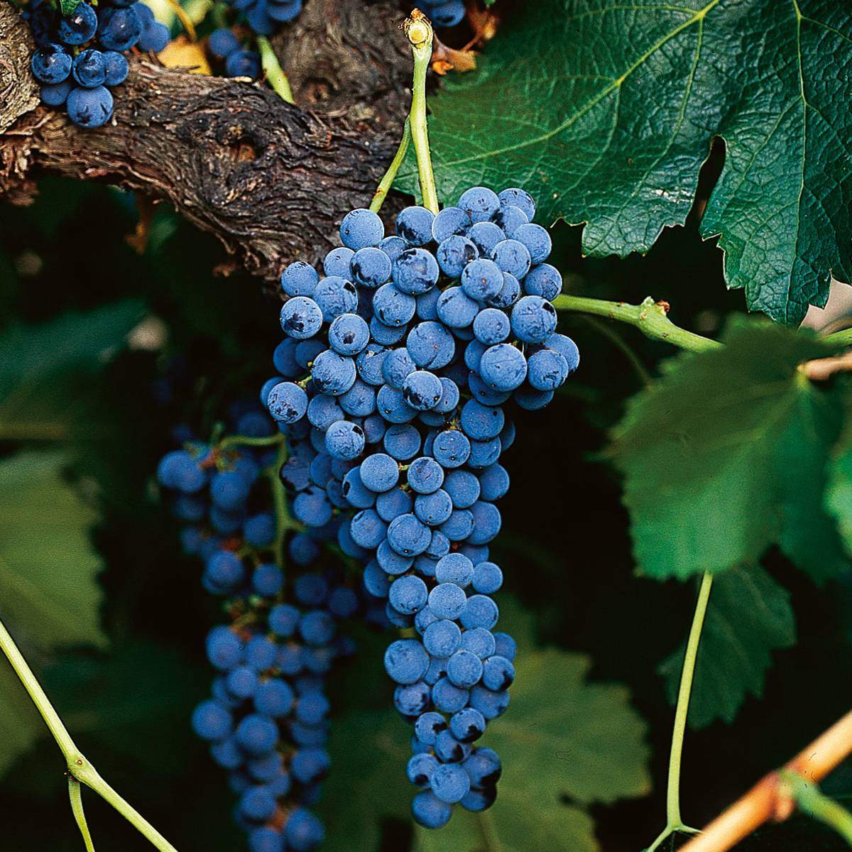 Мерло виноград: описание и характеристика сорта, выращивание и уход, чем отличается от каберне