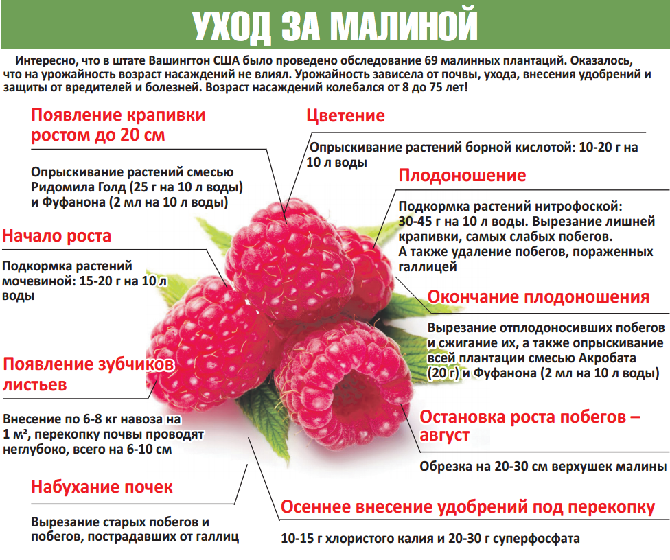 Чем подкормить малину для урожая. Схема подкормки удобрениями малины. Схема удобрения ремонтантной малины. Схемы подкормка ремонтантной малины. Подкормка удобрение малины весной.