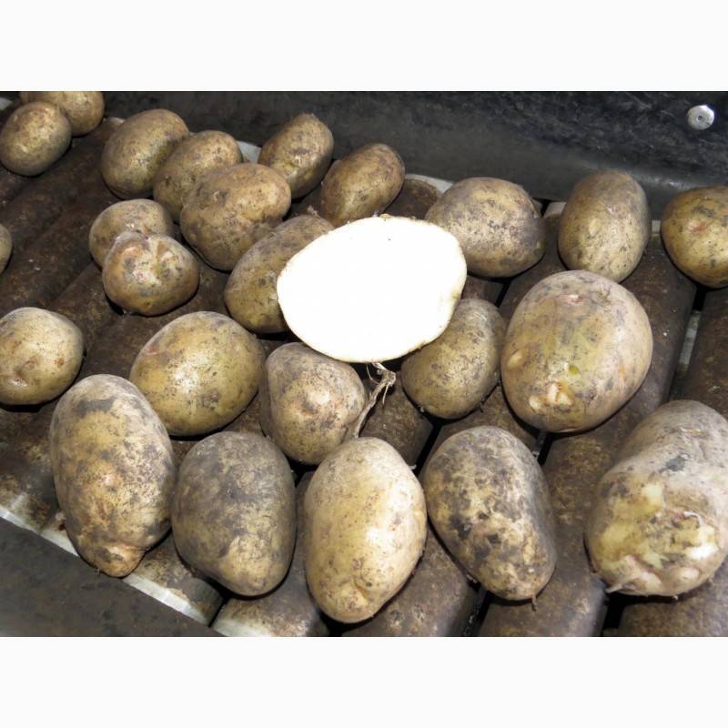 Картофель «импала»: описание сорта, посадка, уход и выращивание