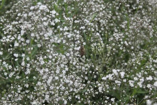 Гипсофила многолетняя снежинка – белоснежное облако из махровых соцветий