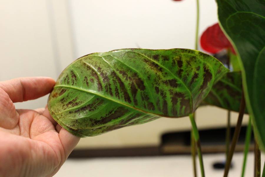 Антуриум: болезни листьев, причины возникновения и как их лечить