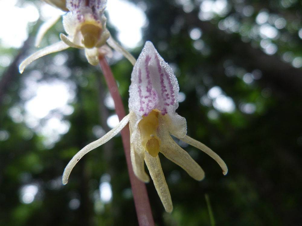 Популяция надбородника безлистного (epipogium
aphyllum (f.w. schmidt) sw., orchidaceae juss.) на архипелаге
кемь-луды белого моря