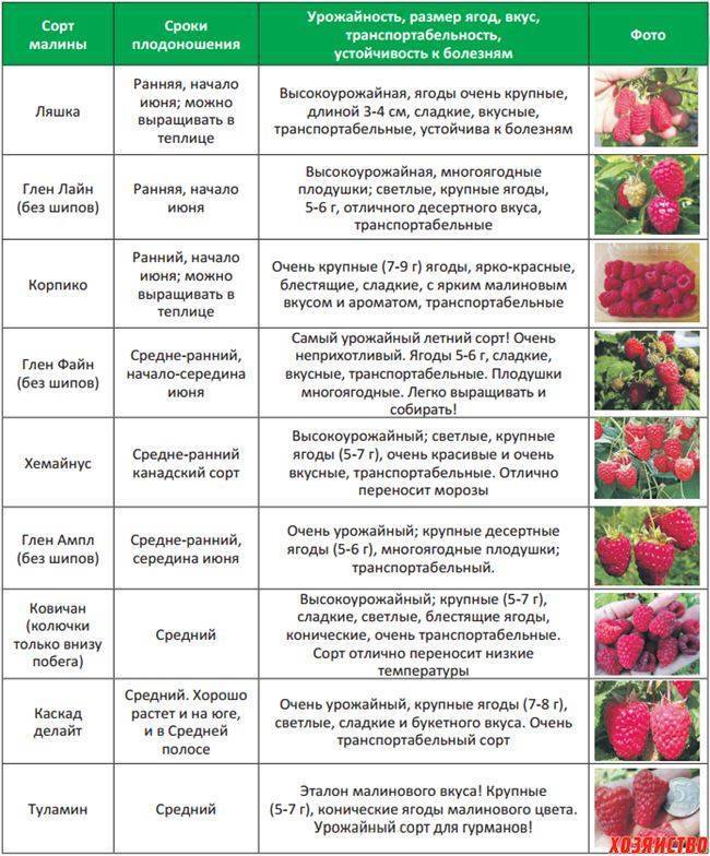 Как ухаживать и чем подкормить жимолость летом после сбора урожая