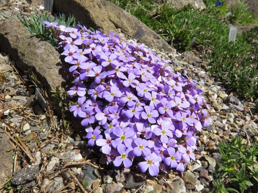 Обриета: посадка и уход, фото, сорта, размножение, выращивание открытом грунте и сочетание в ландшафтном дизайне