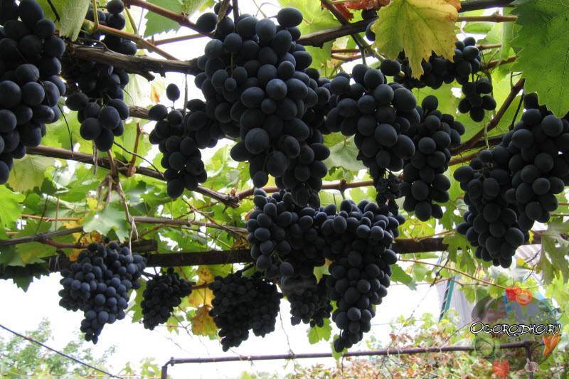 Виноград молдавский: что нужно знать о нем, описание сорта, отзывы