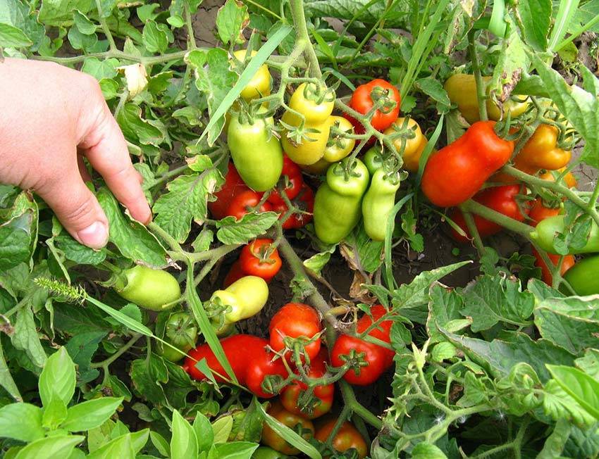 Особенности посадки и выращивания томата гном: характеристики, свойства, методы