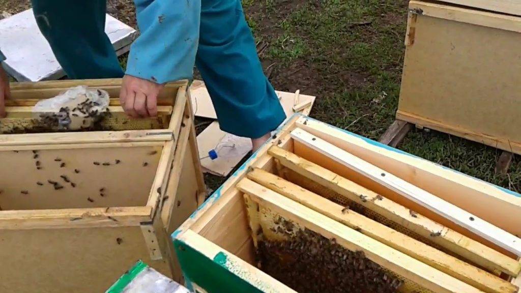 Где найти мёд и как построить пчелиный улей в valheim. как сделать пчёл счастливыми
