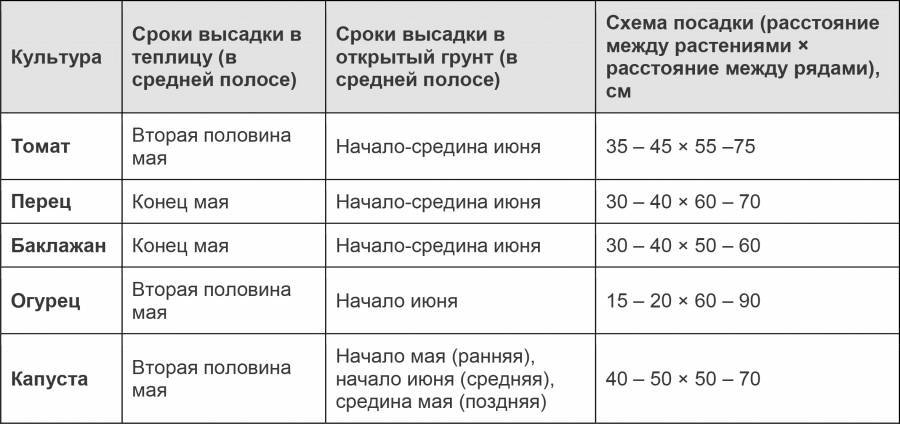 Схема посадки зимней капусты