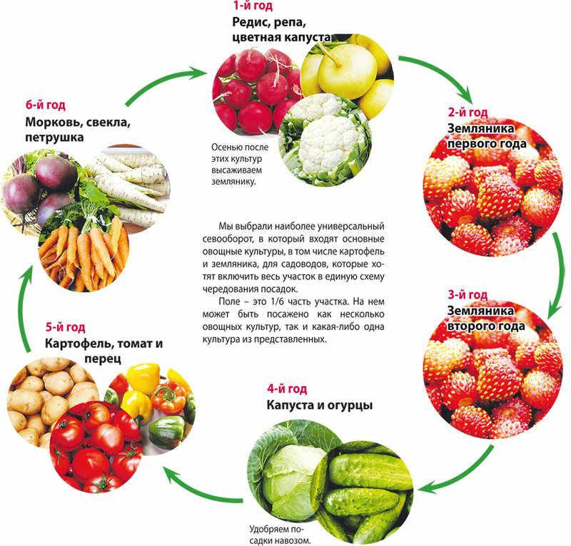 Правила севооборота на грядках, таблица чередования овощных культур