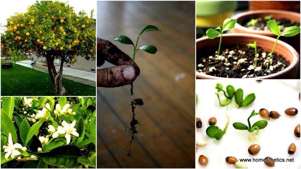 Как посадить лимон в домашних условиях из косточки, выращивание лимонного дерева в горшке, правила и советы