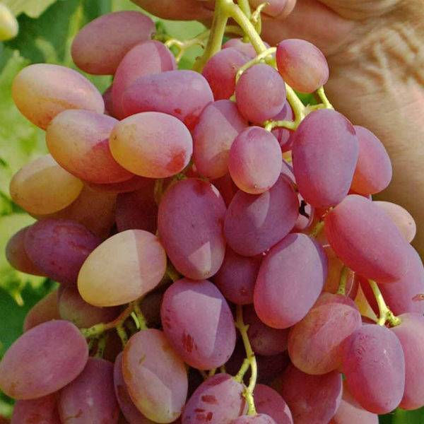 Виноград юбилейный новочеркасска фото и описание