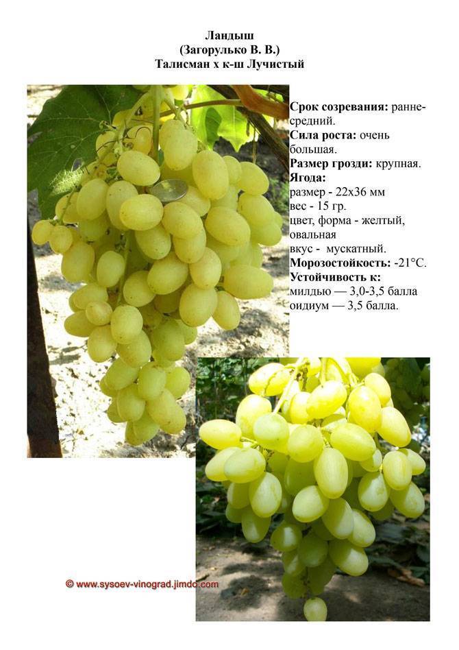 Сорт винограда ландыш: урожай, фото, размножение, уход