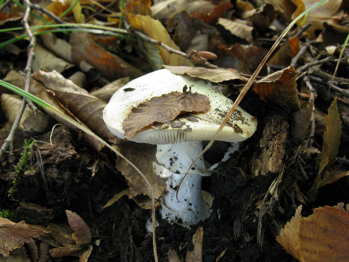 Белый гриб Ставропольский край