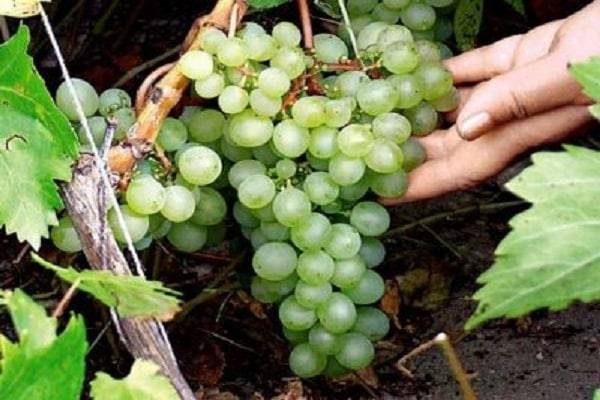 Виноград краса севера: описание сорта, фото, отзывы