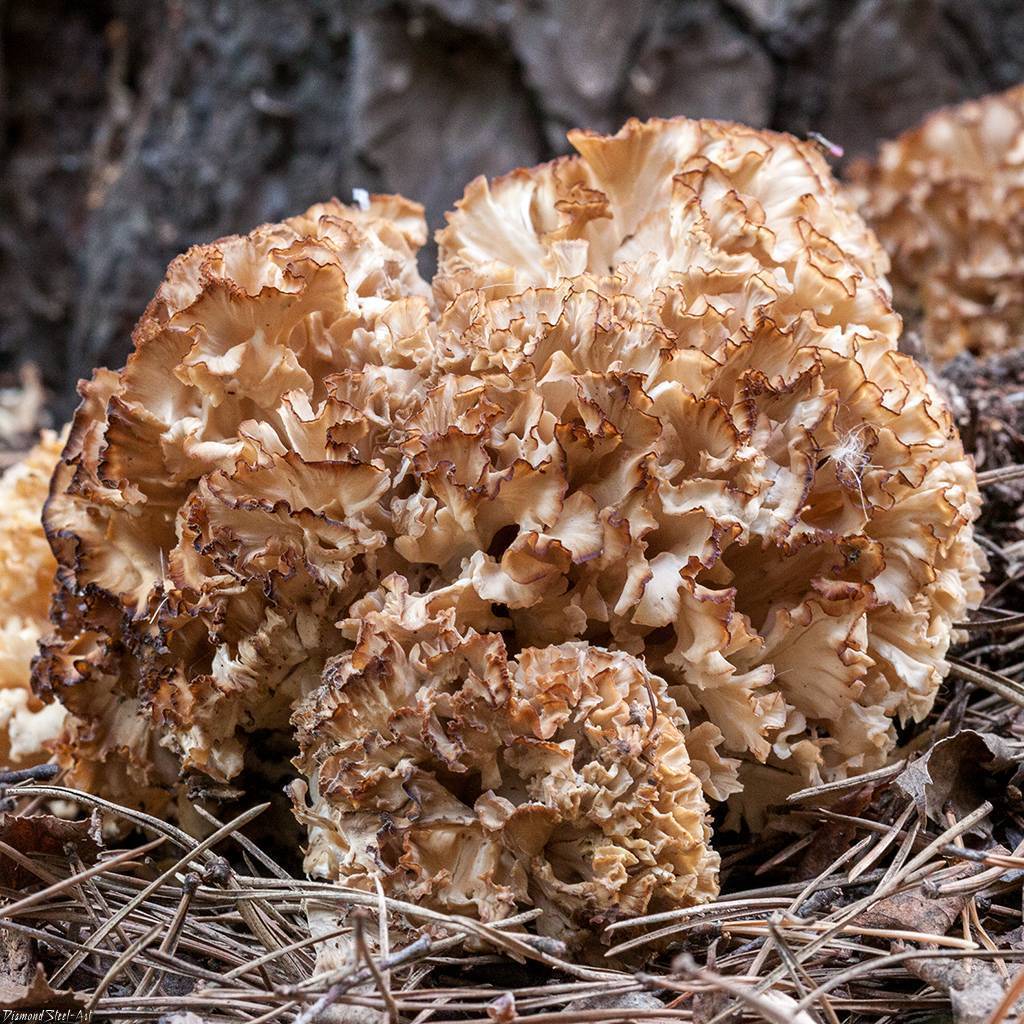 Грибная капуста (спарассис курчавый) – описание гриба с фото; использование в кулинарии