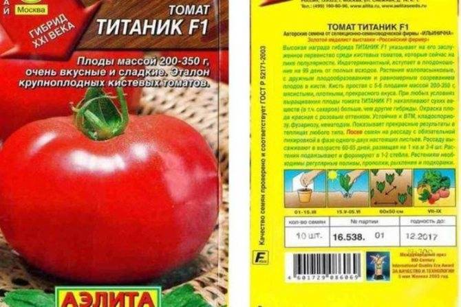 «первоклашка» – безрассадный томат для открытого грунта — ботаничка.ru