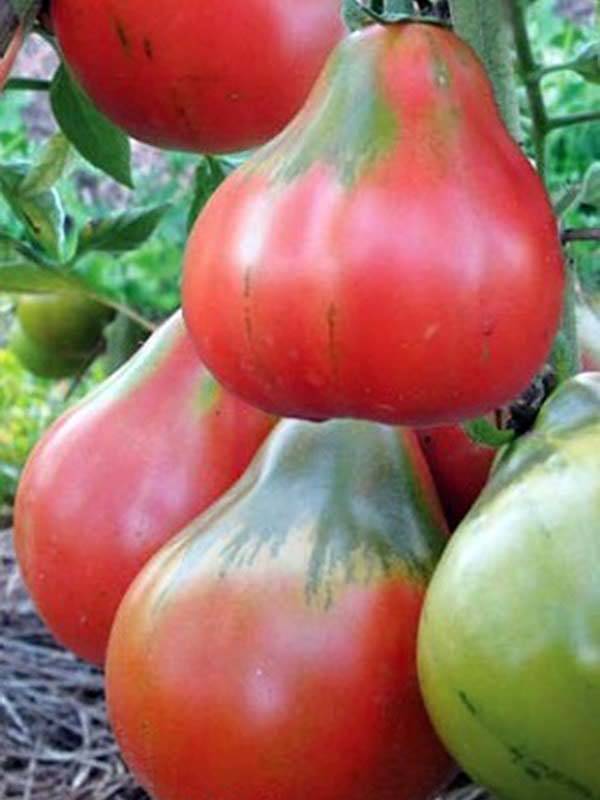 «японский трюфель» – томаты, созданные для засолки!