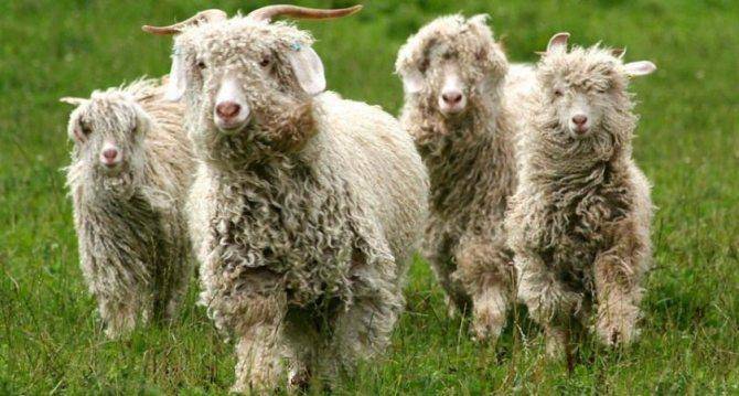 Англо-нубийские козы — фото и описание, продуктивность, уход и кормление, перспективы разведения. | cельхозпортал