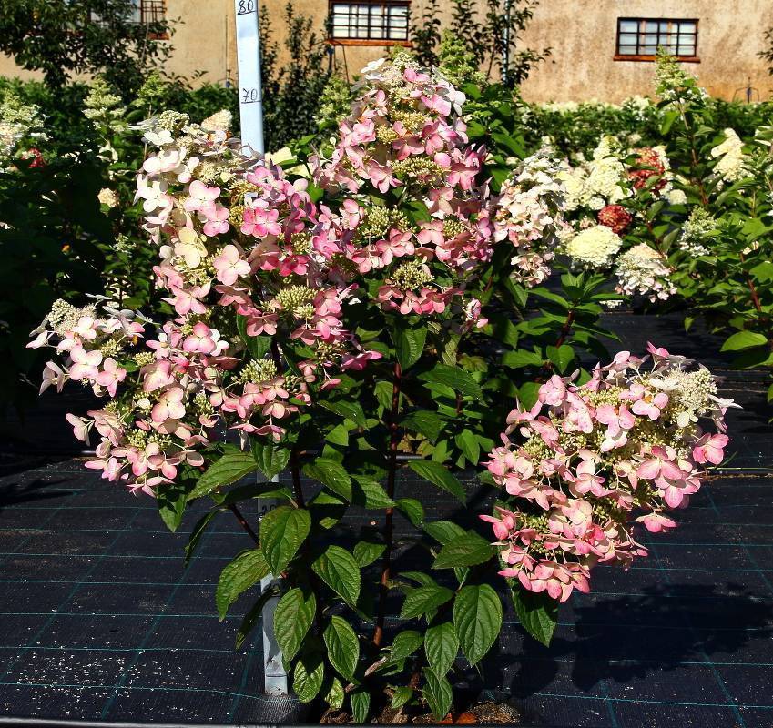 Гортензия ангел бланш (hydrangea paniculata angels blush, ruby): зимостойкость, посадка и уход