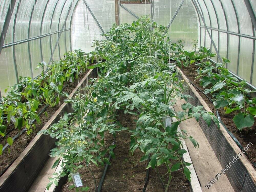 Огурцы и помидоры: можно ли сажать в одной теплице, как вырастить, оптимальная температура, другие параметры, фото, видео