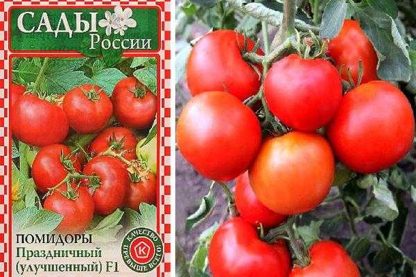 Сорт томатов любимый праздник – находка для дачников