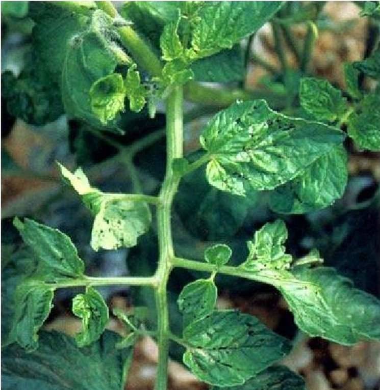 Хлороз на рассаде томатов фото и их лечение
