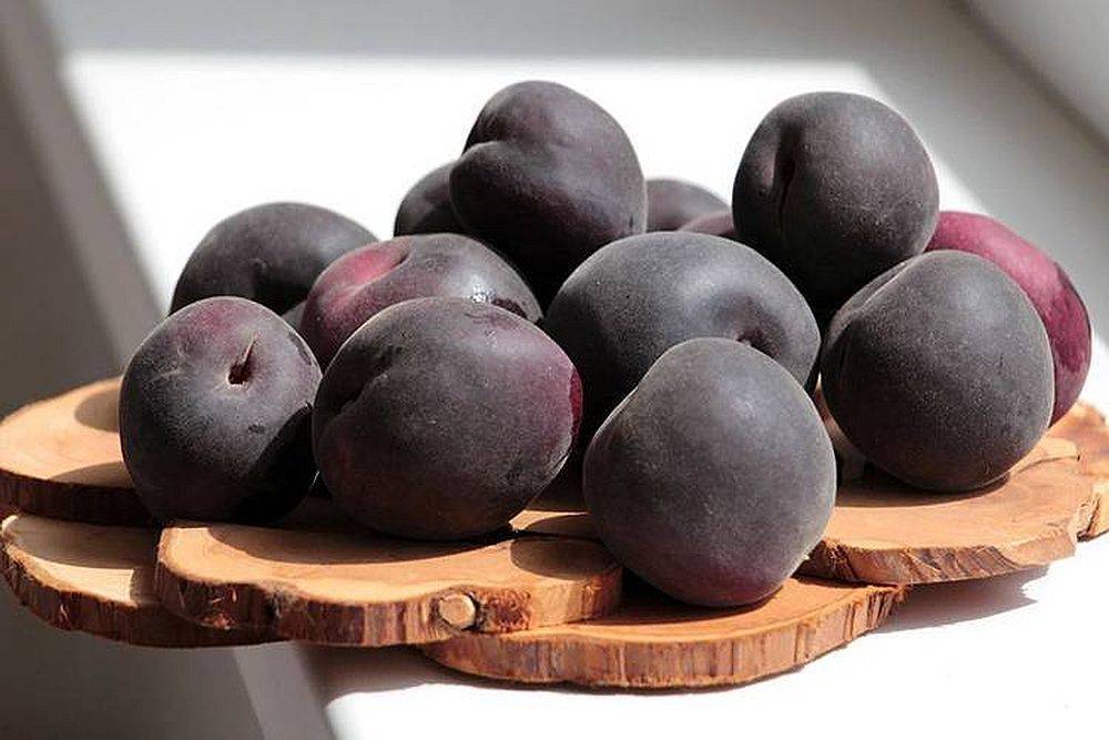 Загадочный чёрный абрикос: особенности культуры и наиболее распространённые сорта