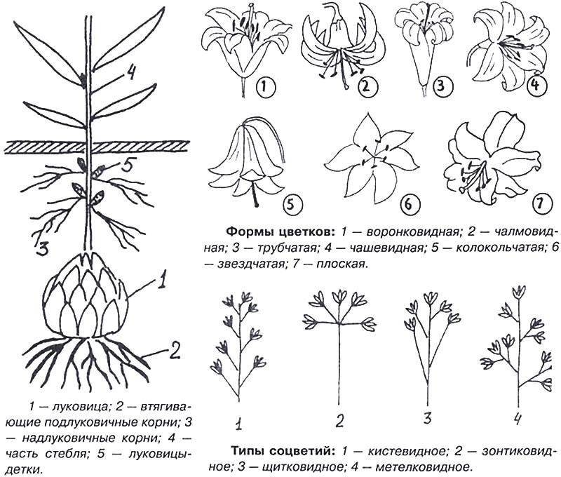 Лилия схема цветка