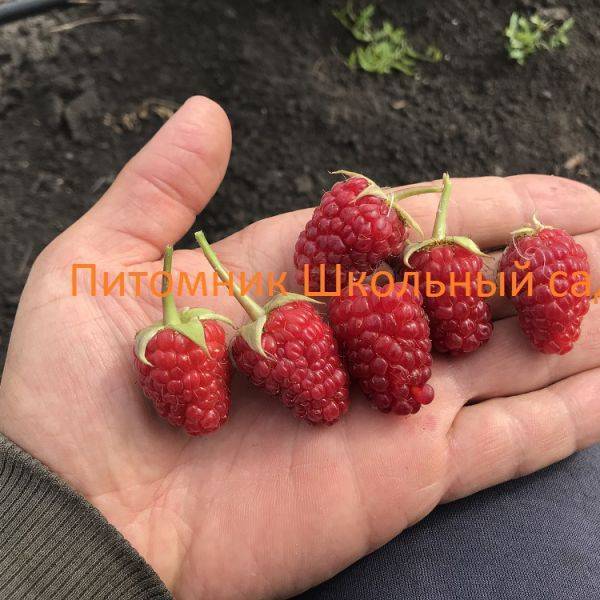 Особенности ремонтантной малины конек-горбунок