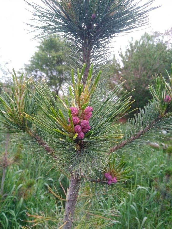 Сосна сибирская или кедровая или кедр сибирский - pinus sibirica du tour