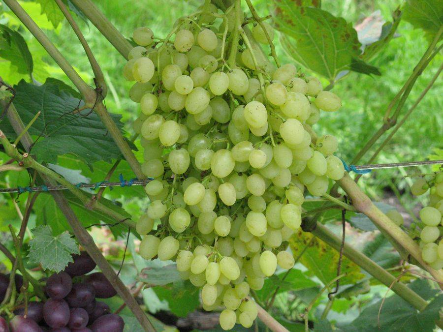 Описание и характеристики сорта винограда «русбол»