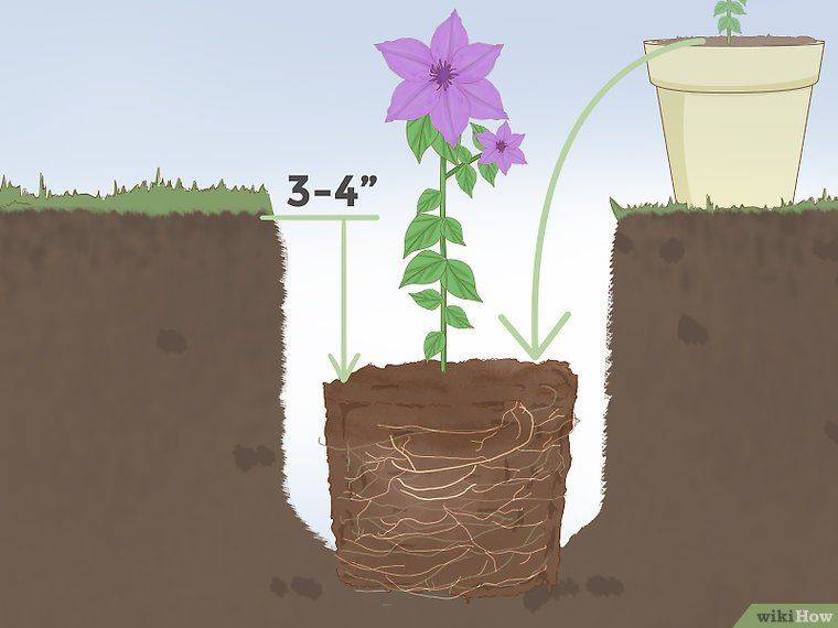 Как сажать клематис весной в открытый грунт пошагово с фото