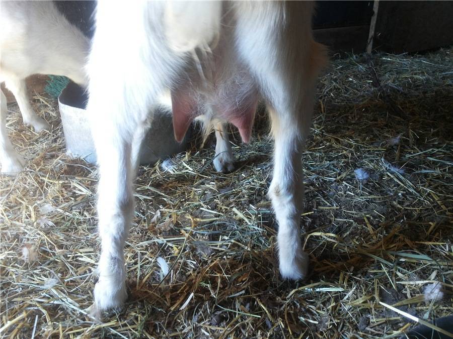 Сколько молока дает коза в сутки: как повысить удой, почему дает меньше