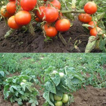 Томаты низкорослые для открытого грунта без пасынкования, фото / сорта для урожая помидоров, видео