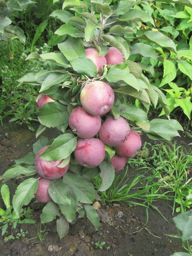 Лучшие сорта яблони для подмосковья самоплодные низкорослые - дневник садовода semena-zdes.ru