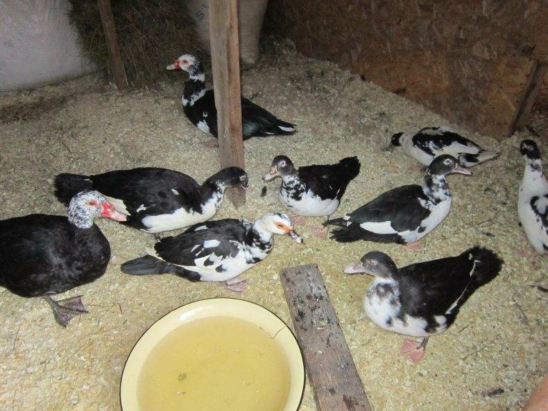 Особенности содержания и разведения мускусной утки: кормление, условия, болезни птиц