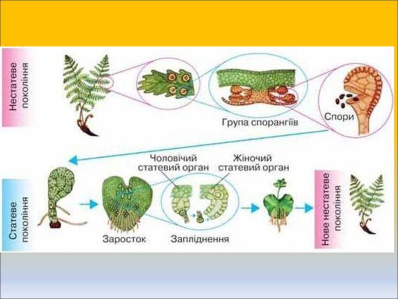 Рисунок спор папоротника