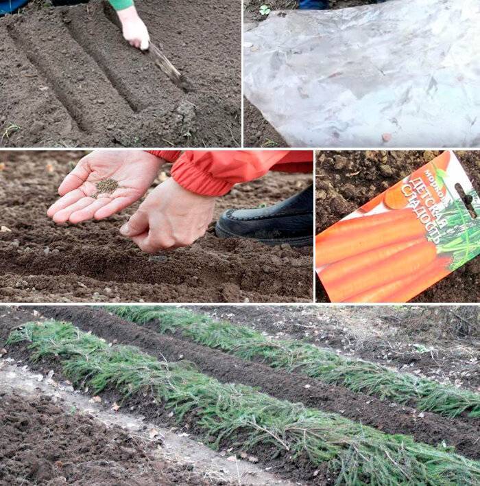 Посев моркови в 2021 году: когда сажать, сроки