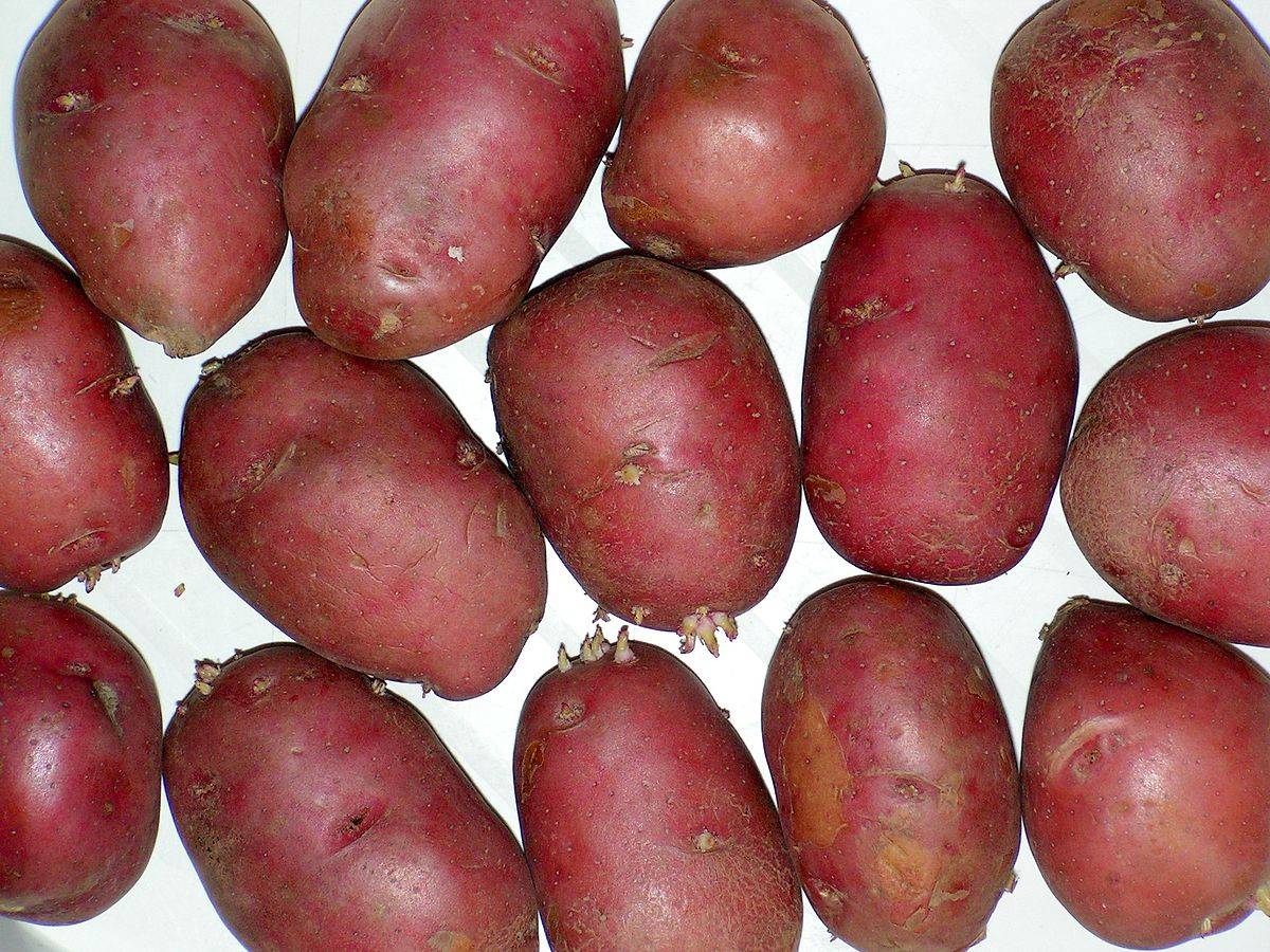 Сорта картофеля с розовой кожурой и желтой мякотью фото и описание
