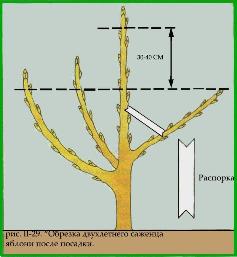 Как формировать старую яблоню осенью схема