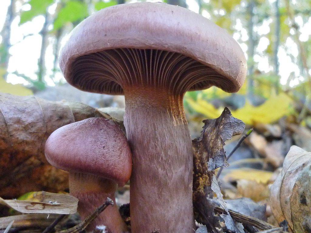 Мокруха пурпуровая: описание гриба, места распространения, фото
