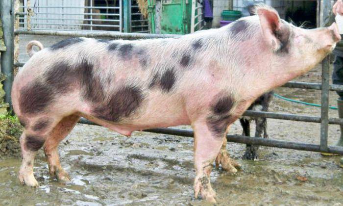 Племенное свиноводство | мясная порода свиней петрен