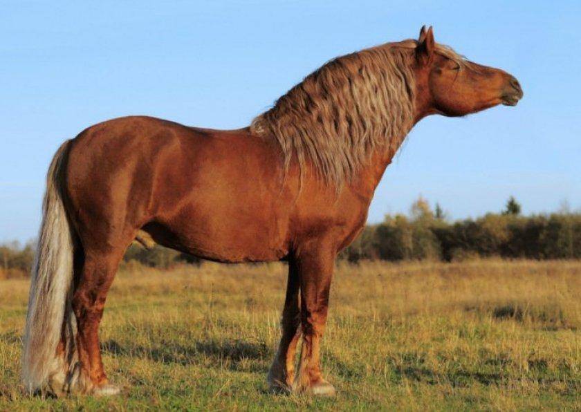 Лошадь тяжеловоз русский: характеристика, особенности содержания в домашних условиях