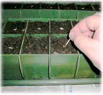 Подготовка семян огурцов для увеличения урожая — как сажать пророщенные семена огурцов ростком вверх или вниз — про огород