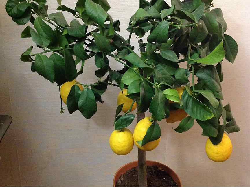 Лимон лунарио - цветочный мир