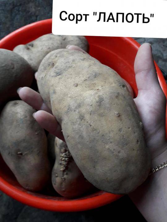 Описание и правила выращивания сорта картофеля лапоть + фото